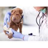 clínica especialista em patologia clínica veterinária Liberdade