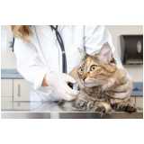 clínica especialista em patologia para gatos Monte Serrat