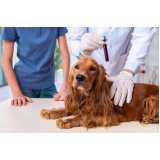 exame laboratoriais veterinário agendar Ondina