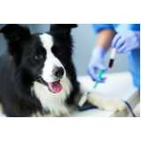 exames laboratoriais veterinários agendar Stella Maris