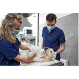 necropsia em cães clínica Resgate
