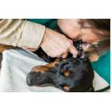 oftalmologia para animais marcar Canela