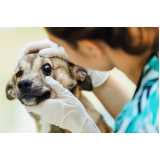 onde agendar dermatologia para animais Riberia