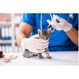 onde agendar patologia para gatos Resgate