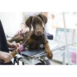 patologia para animais domésticos clínicas Arraial do Retiro