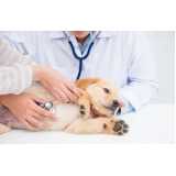 patologia para cachorros clínicas Santa Cruz