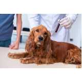 patologia para cachorros Canela