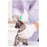 patologia para gatos Coutos