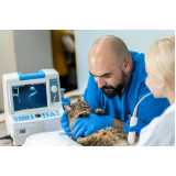 radiologia veterinária Riberia