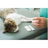 remédio para gato com esporotricose IAPI