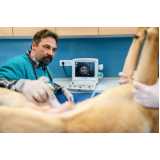 ultrassonografia veterinária agendar Dom Avelar