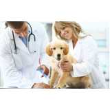 vacina antirrábica para cães agendar Santa Teresa