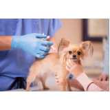 vacina antirrábica para cães Castelo Branco