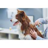 vacina contra raiva em cachorro agendar Plataforma