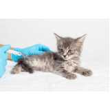 vacina de leucemia felina agendar Ribeira