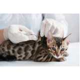 vacina de leucemia felina Acupe de Brotas