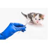 vacina para filhote de gato agendar Pero Vaz