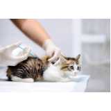 vacina para filhote de gato Saramandaia