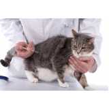 vacina para gato v4 agendar Brotas