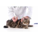 vacina para gato v4 Horto Floresta