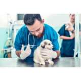 vacina tosse dos canis Lauro de Freitas