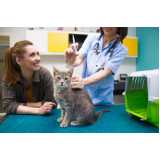 vacina v5 para gatos agendar Massaranduba