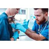 vacina v5 para gatos Dom Avelar