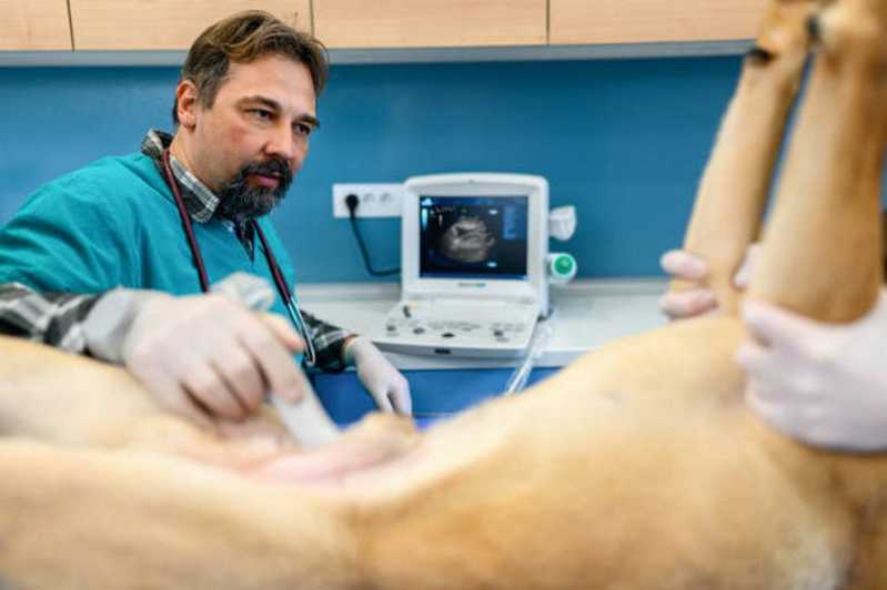 Ultrassonografia Veterinária Agendar São Cristóvão - Exame Bioquímico Veterinário