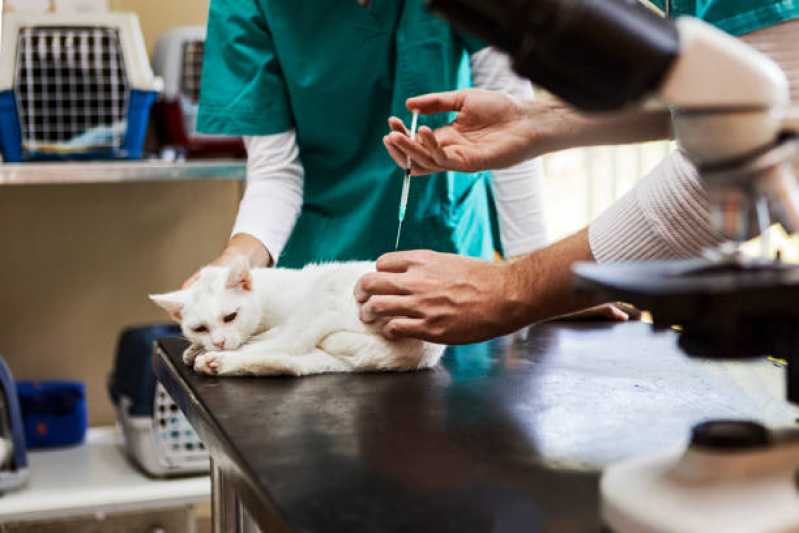 Vacina Antirrábica para Gato Agendar Baixa de Quintas - Vacina V5 para Gatos
